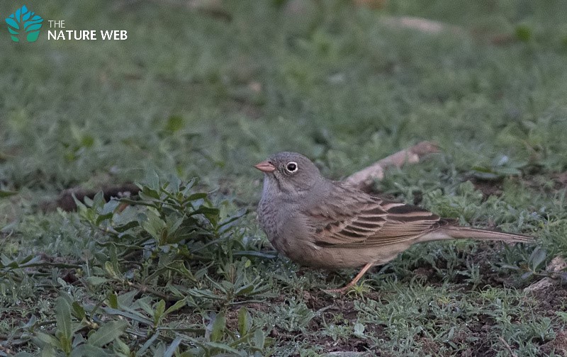 Grey-necked Bunting